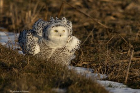 Wildlife Photography Stories: Spotting an Elusive Snowy Owl Image